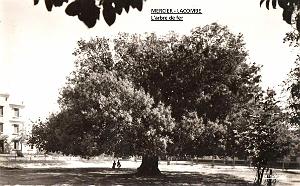 Mercier-Lacombe- 109- L'arbre de fer- La poste